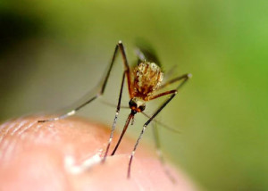 zanzare rimedi naturali casalinghi repellenti fai da te punture tenere lontane