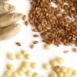 Cos’è il Teff? Proprietà, benefici e impieghi del “cereale della salute”